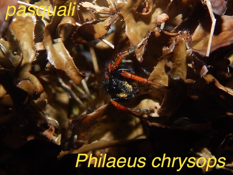 Mâle Philaeus chrysops. 114341RSCN2372