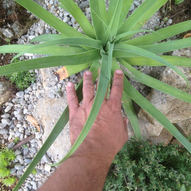 Agave bracteosa 115072IMG0241