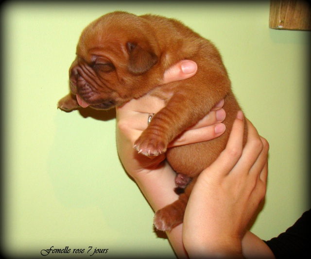 dogue - Chili Des Pas de Tacite X Honey bear De l'Aube Rouge (Dogue de Bordeaux) 115080DSC03270