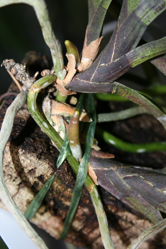 neofinetia falcata x rhynchostylis retusa 115594IMG8752