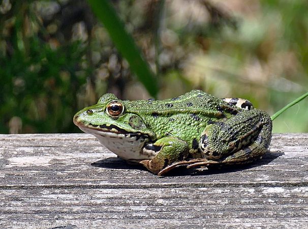 [Pelophylax sp.] Identification grenouille d'une mare à myriophylle 116002P1390462niv