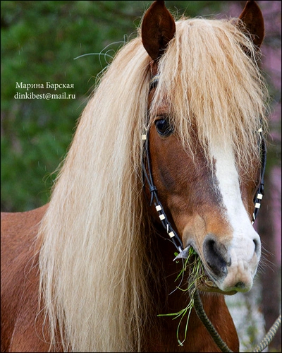 Deux amies, un manège, du dressage A NOTER 117106e5c2a587