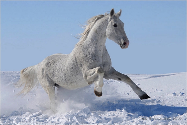 Tom Boy. Hanovrien ( j ) 117591e91b2e34