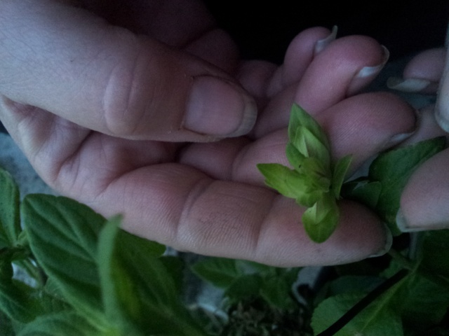 fleur bleue d'une forme peu courante , OTACANTHUS coeruleus (atlantis) 11894720161023190324