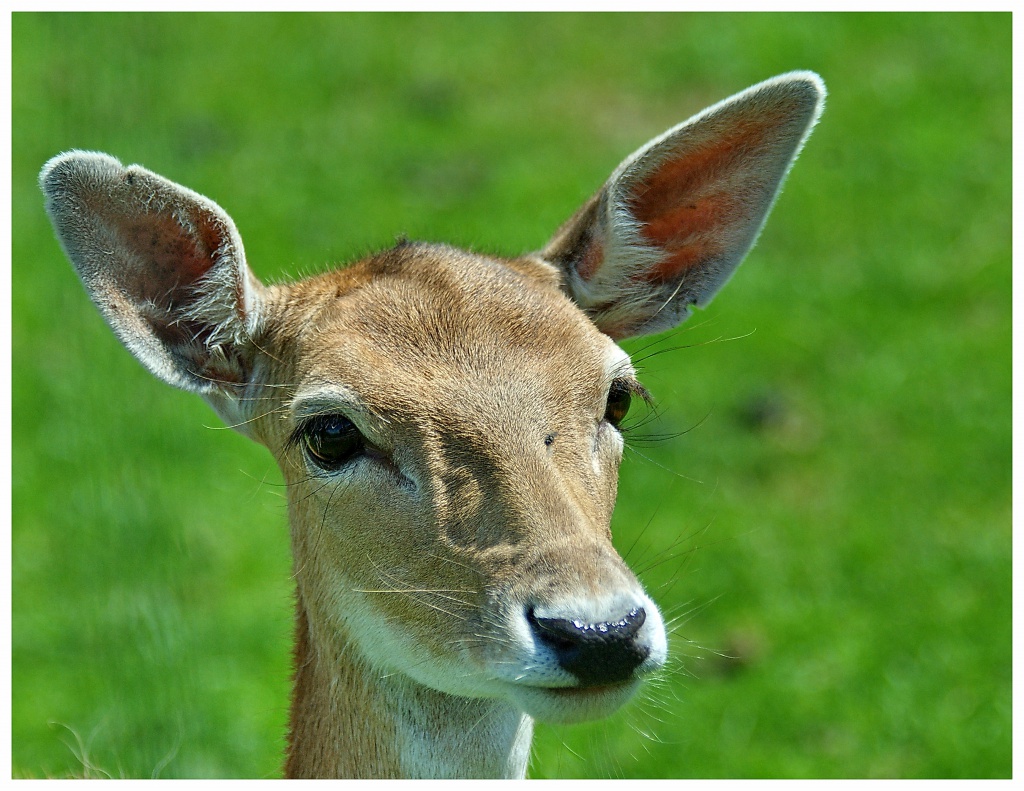  Portrait de biche 119037chevrette