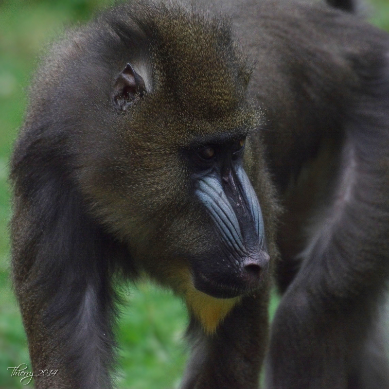 La vallée des singes - Page 4 119166mandrill4