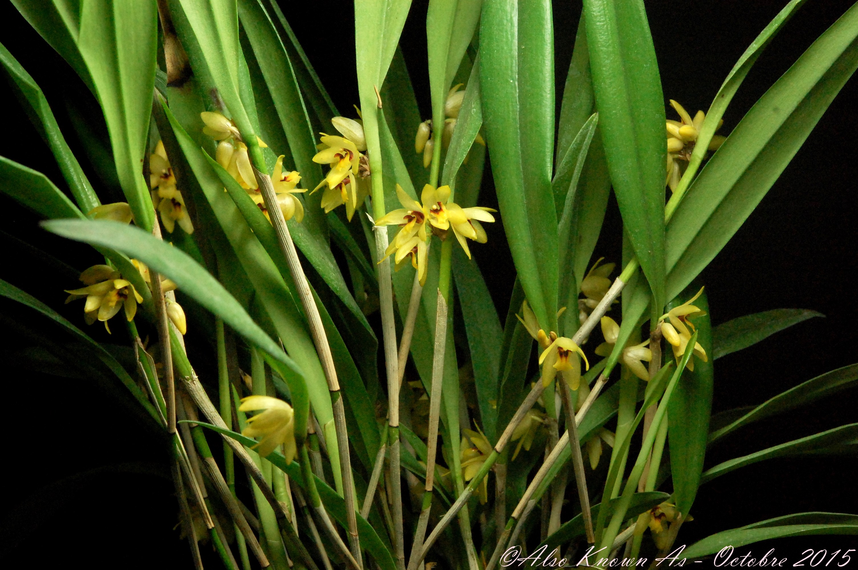 Octomeria grandiflora 121174DSC0888