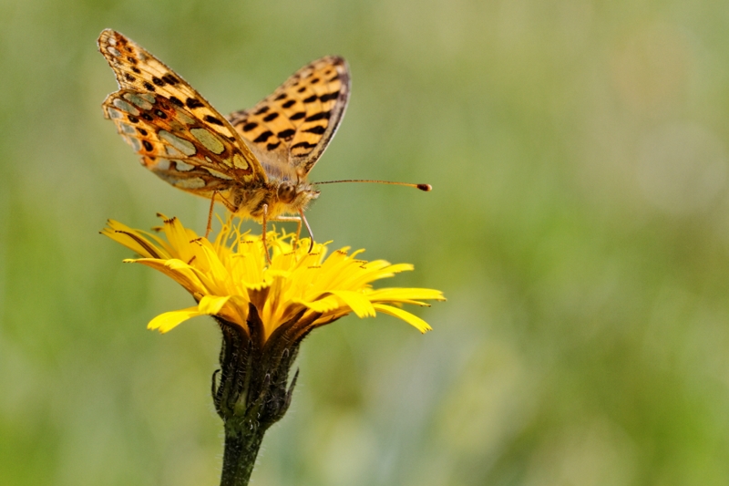 Flore et insectes de Vanoise 121793LelacBlanc036DxO800x600