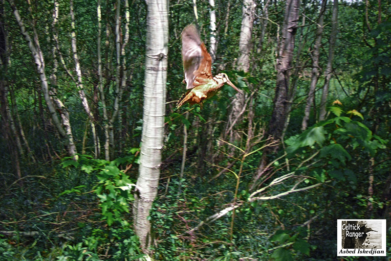 Le Comptage et l'Elevage du Gibier 124764CeltickRanger0064