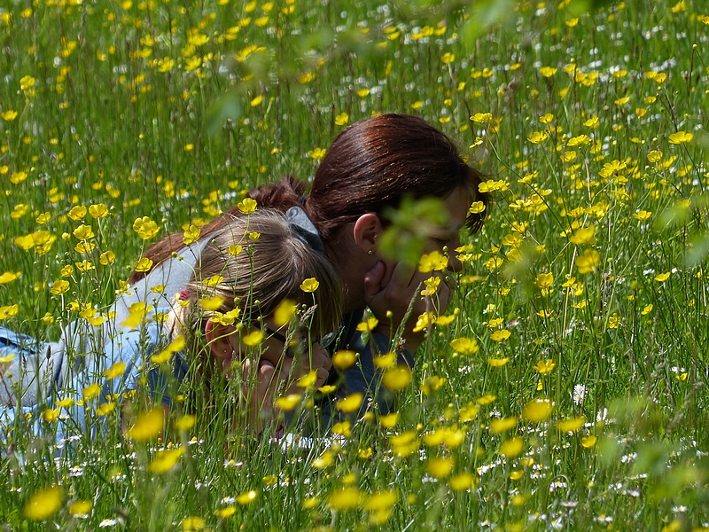 macroteuses en herbe 124952P1090566