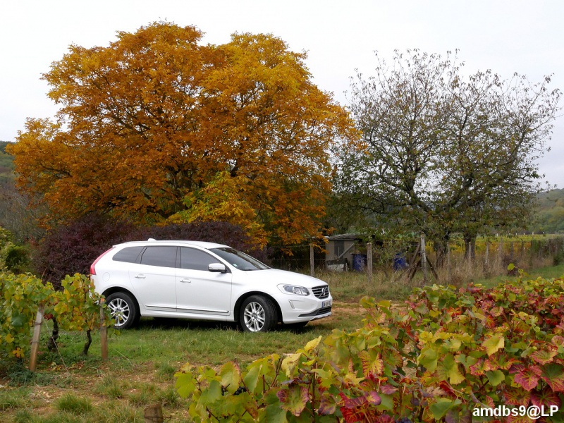 Ma Volvo XC60 125132XC60arbrevigne1