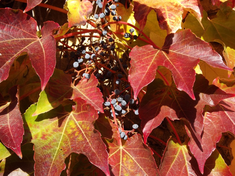 l'automne 2014 arrive... - Page 7 127744DSCF6690bis