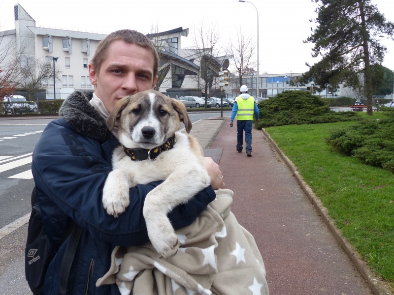 Joey, petit bout de 2 mois, ADOPTABLE EN JANVIER 132834P1020407