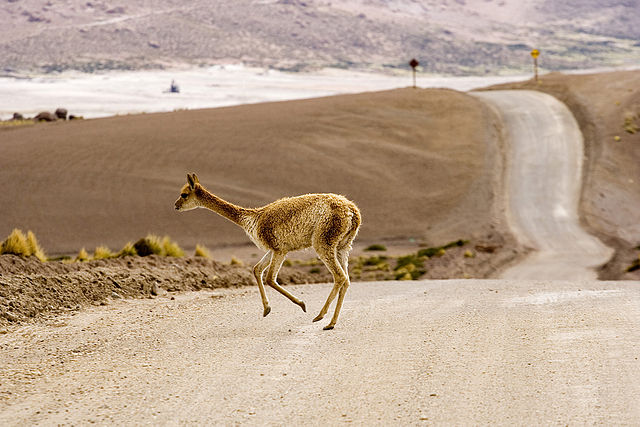 Animaux - Espèces menacées -La panthère nébuleuse +Le Kagou huppé+ autres 134338640pxVicuaVigogneElTatio4200mChileLucaGaluzzi2006