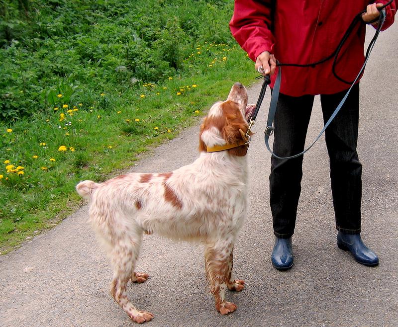 Urgent - BERLIOZ - epagneul breton 6 ans - Refuge Aunay/Odon (14) 134830IMG1492