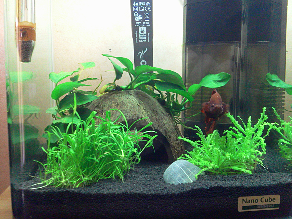 Nano Cube 10L de Flobio et Manaphy 136139Photo0033