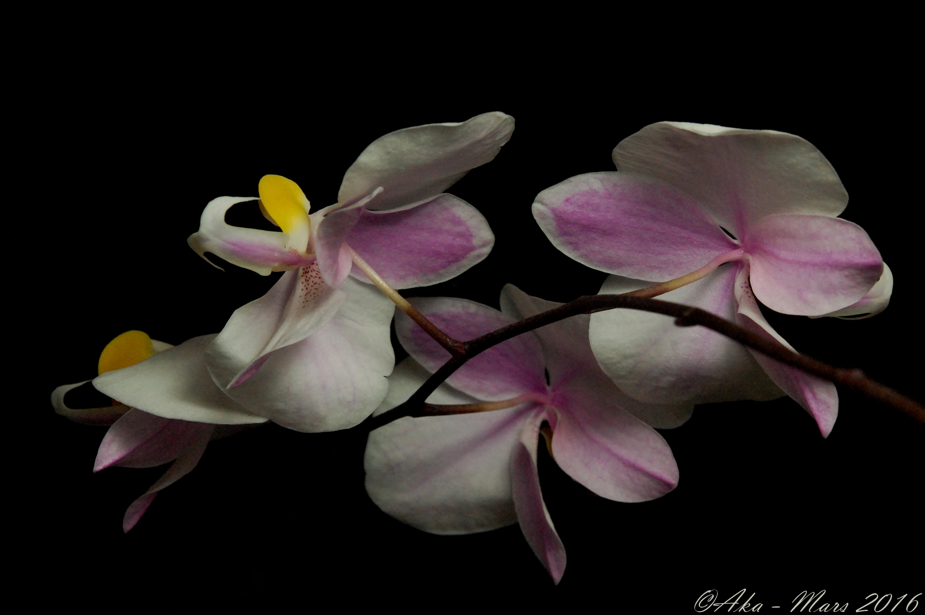 Phalaenopsis philippinensis 137608philippinensis4