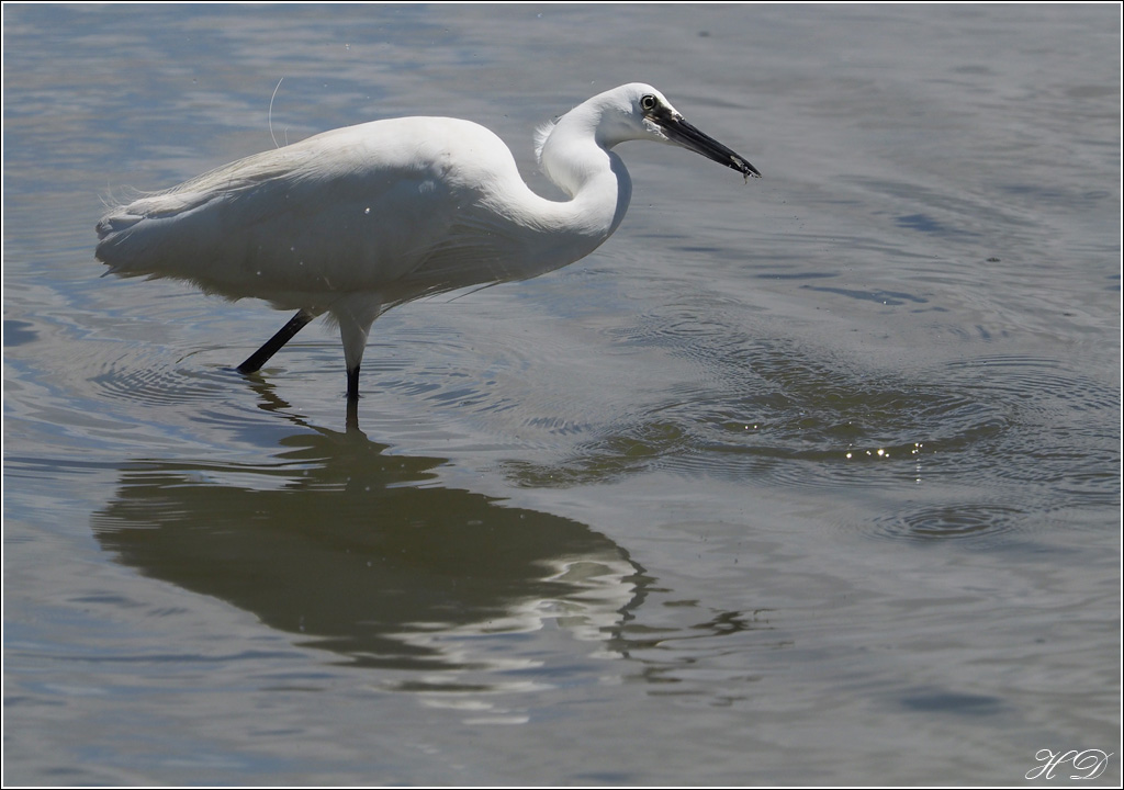 Quand l'aigrette pêche + ajouts 138106P6272722si