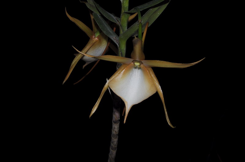 Angraecum viguieri 138155Angraecumvigueri0044