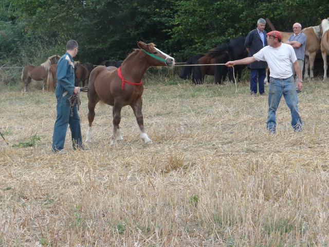 foire aux poulains  138715DSC00906