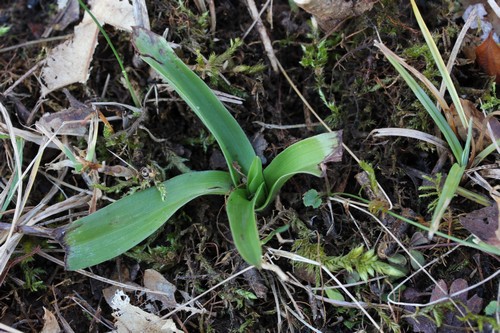 Alsace: rosettes de decembre 2012 138815trfg