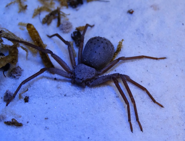 Sicarius terrosus : Deuxième "Mise en sable" 139308sicariusA