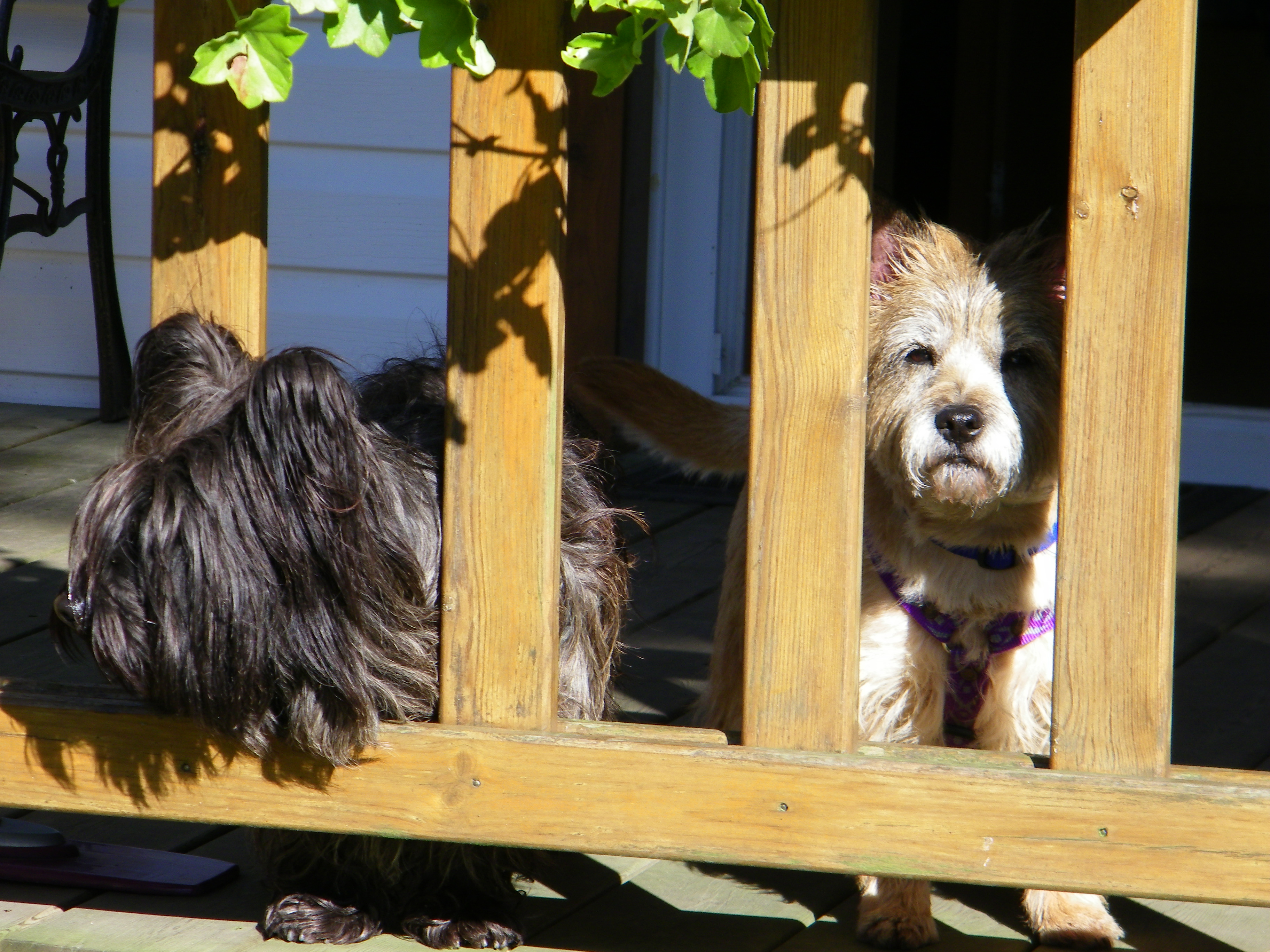 CAKE ECOSSAIS - cairn terrier 9 ans - Asso Teckels sans doux foyer à Saint Avit (41) 1394892011302