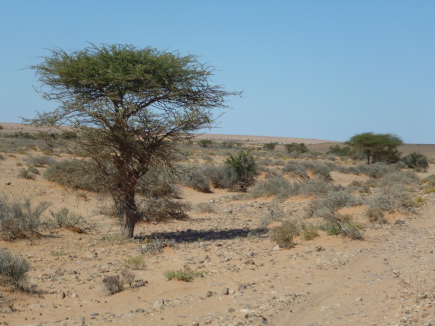 Le Grand Sud du Maroc - II 139495094