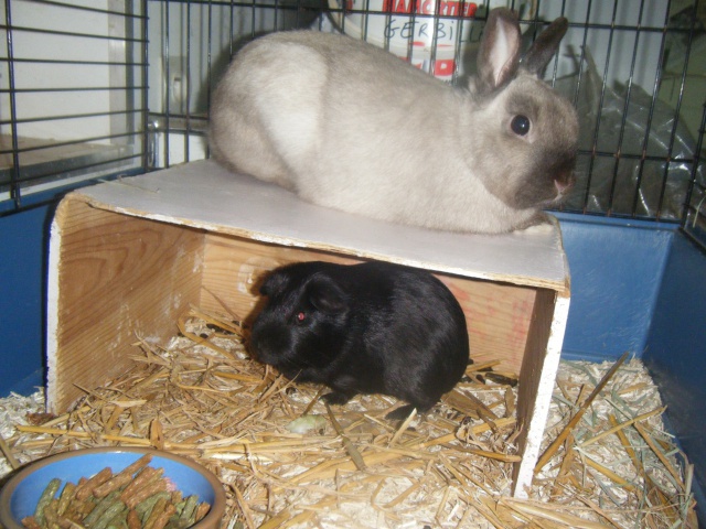 (Adoptés) Pic et Croc, couple lapin-chon, Refuge FREE 140304DSCF2913