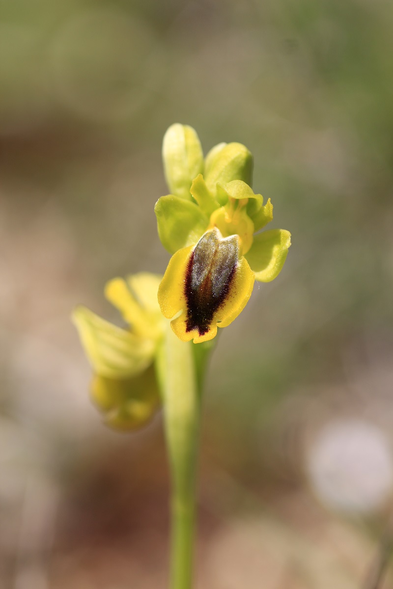 Ophrys (Pseudophrys) lutea ( Ophrys jaune ) 140934MG1071