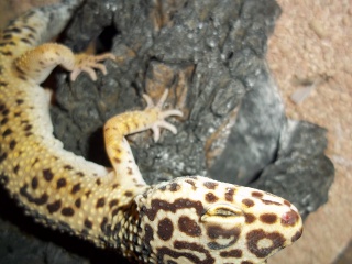 Oeil gecko leopard 14122610222931