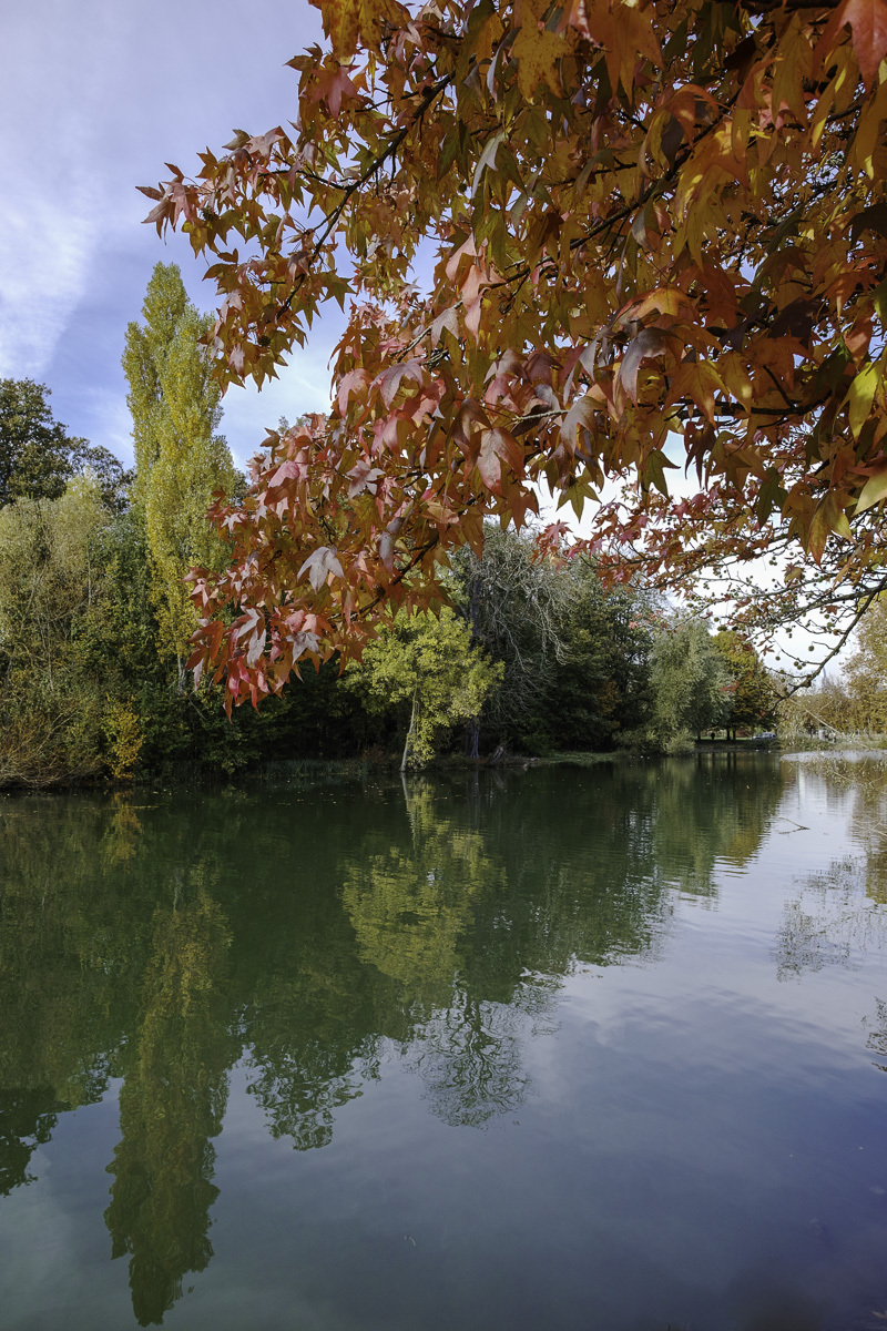 L'automne au bois (suite maj du 18/11) 143038DP0Q5701