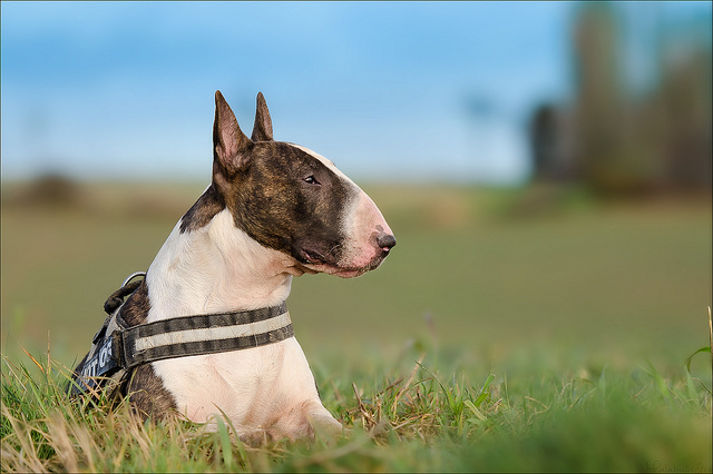 Photographie d'animaux - conseils pour devenir un pro ! - Page 11 14315312956093383b7cfa004fcz