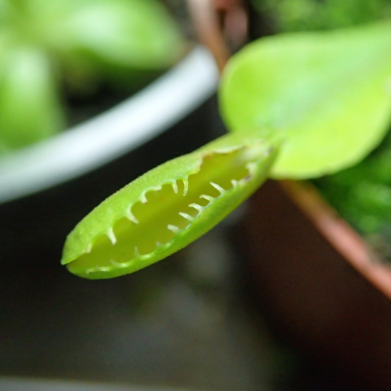 nouvelle dionaea ?? 143290P9190748