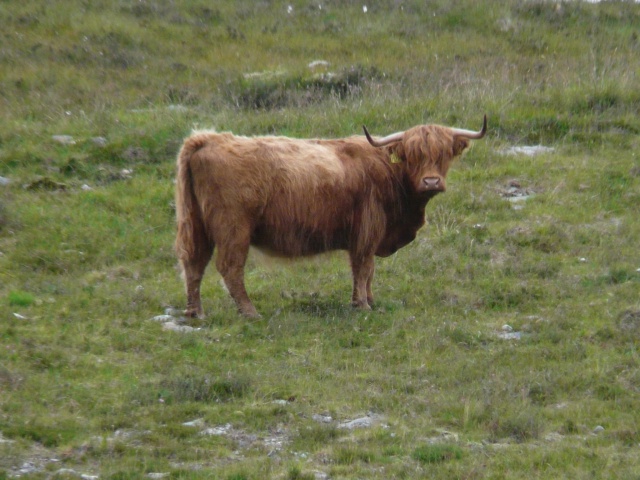 ECOSSE AOUT 2012 EN SIDE-CAR 146243059