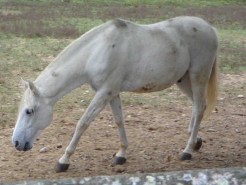  OROUK DE PREJEURIN, hongre arabe-barbe 17,19% 146797DSC059801