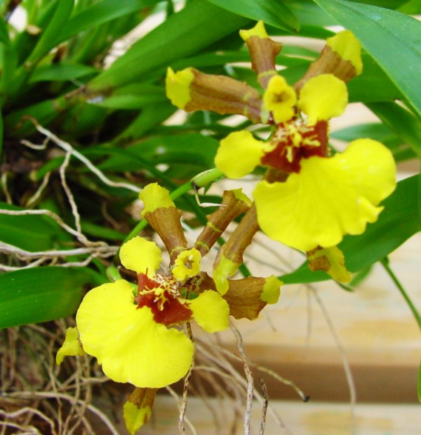 Gomesa longipes ex- Oncidium Eurycline 146987DSC05886800x600