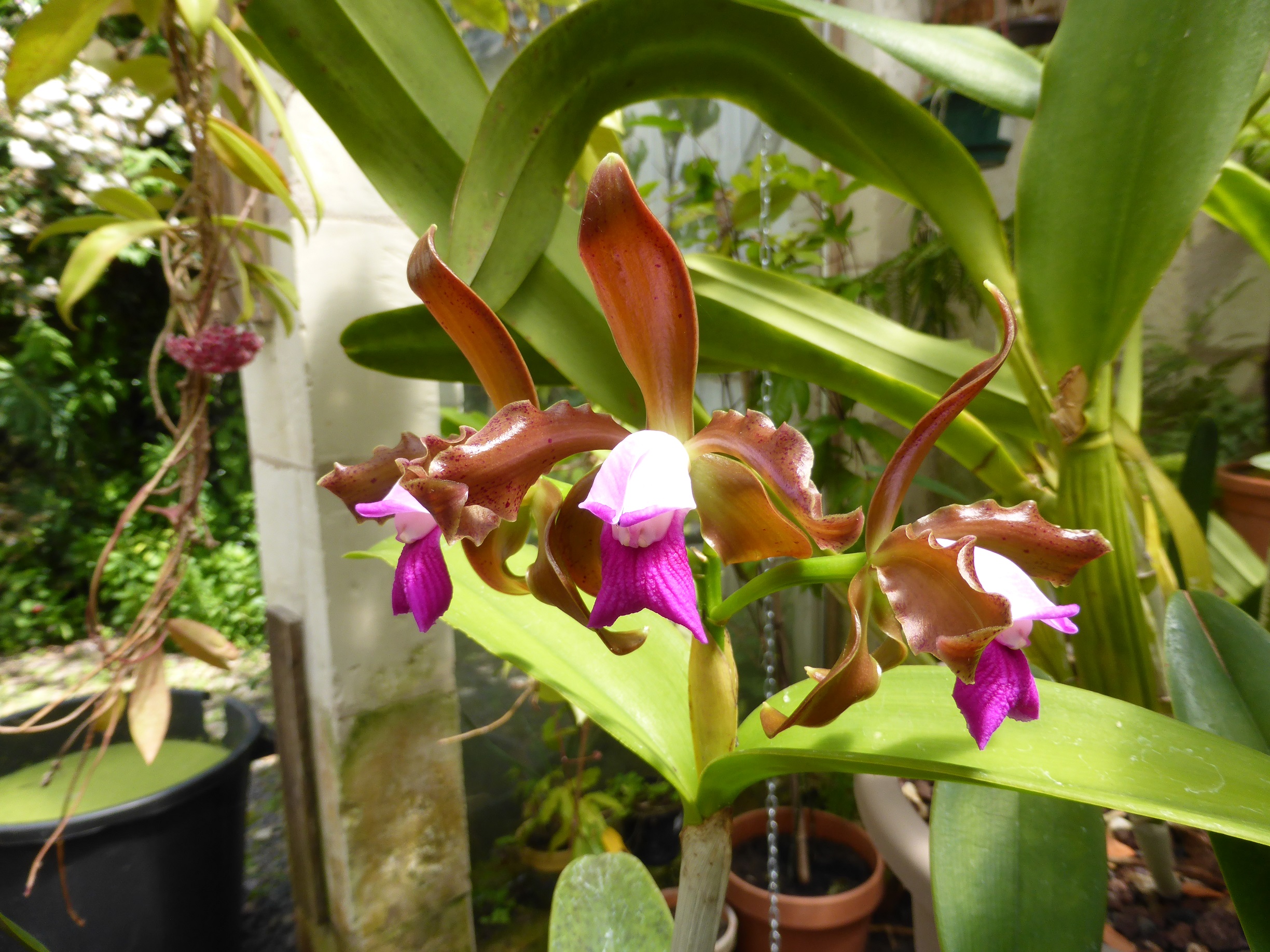 Cattleya tigrina 147120flojuin2016b