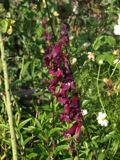 Penstemon - Page 8 147562P9100289