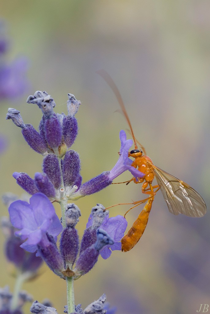 les insectes en PACA ( camaroney )  (Mise a jour du 26.05.2021) - Page 10 148996DSC004251024