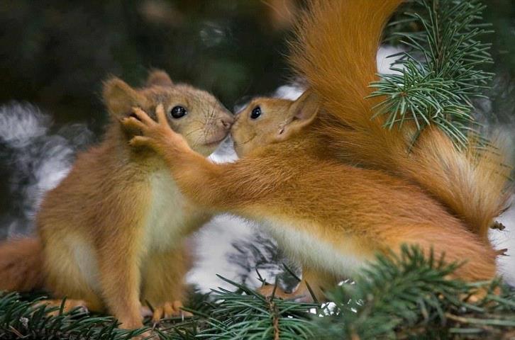 TENDRESSE !!! 149205cureuil