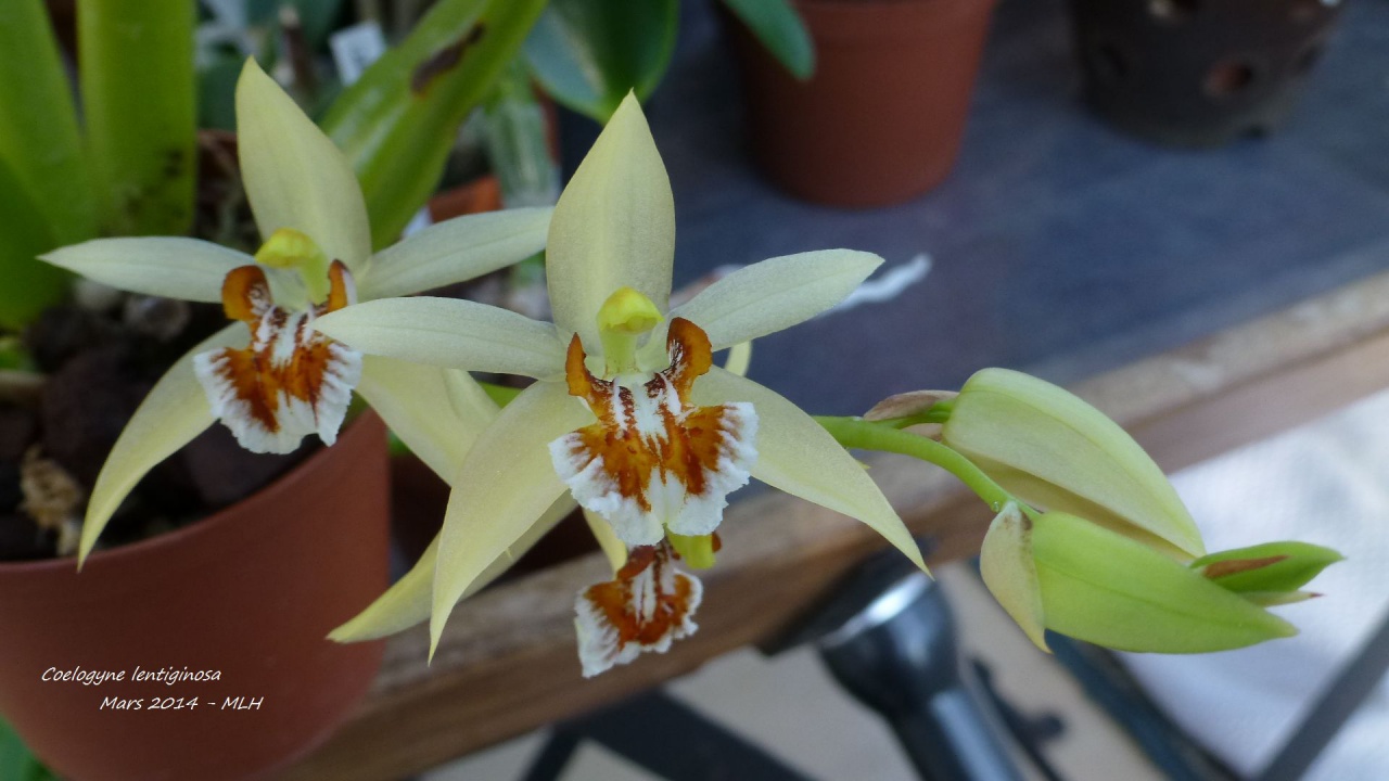 Coelogyne lentiginosa 150356P1010285