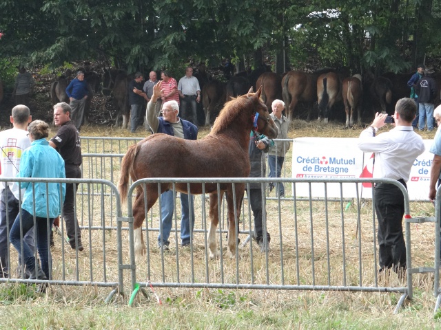 foire aux poulains  150575DSC00928