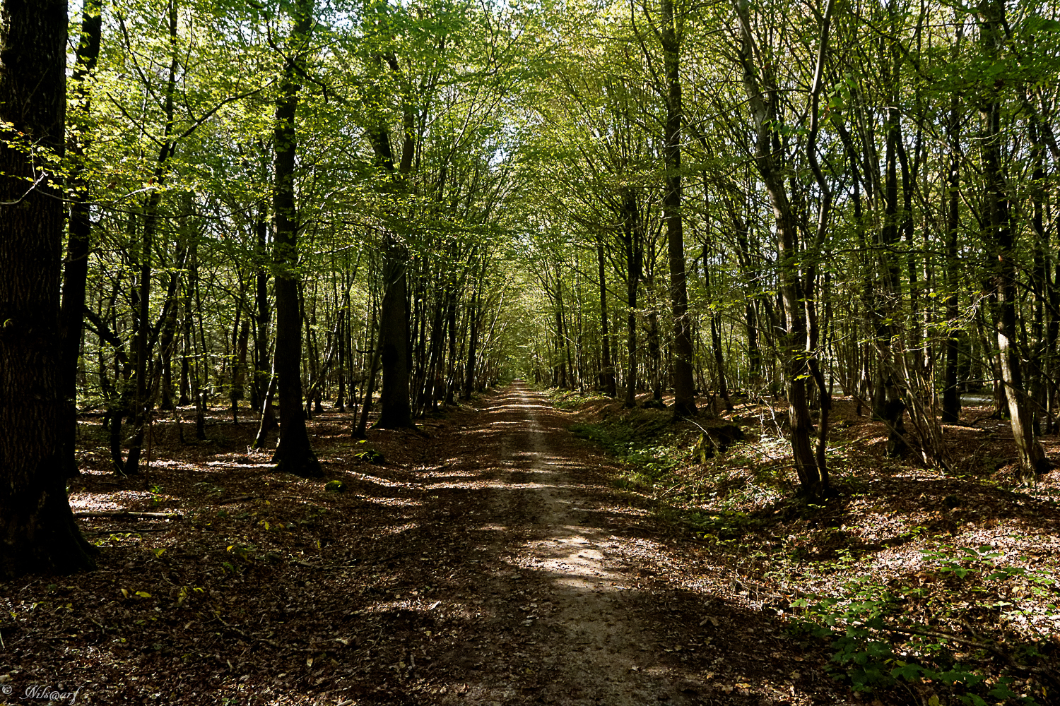 [fil ouvert] la forêt dans tous ses états - Page 7 151740DSC6706DxO