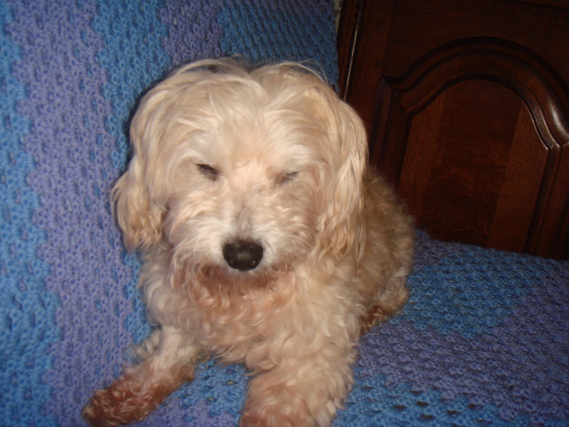 MILAINE F BICHON  12 ANS SPA GIEN (45) ADOPTEE PAR DAYSIE  - Page 2 151940DSC07419