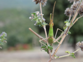 [Acrida ungarica] Criquet -phasme 153825DSC00388