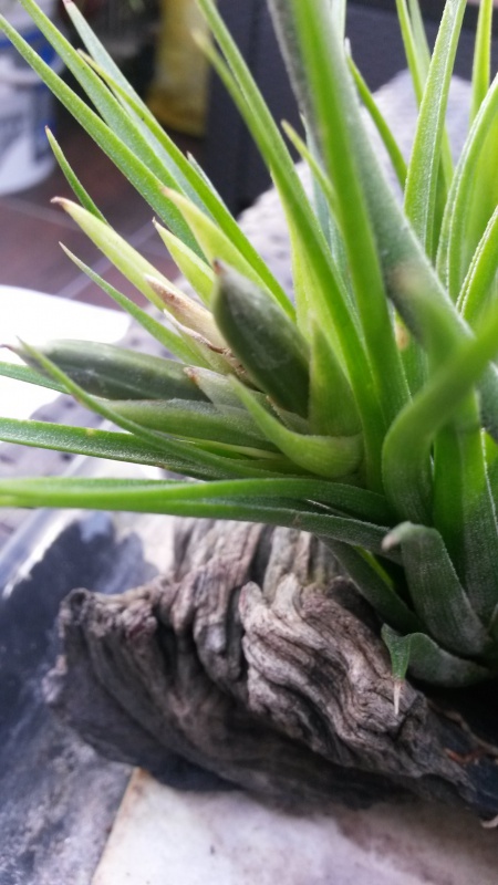 tillandsias 15388220141001113202