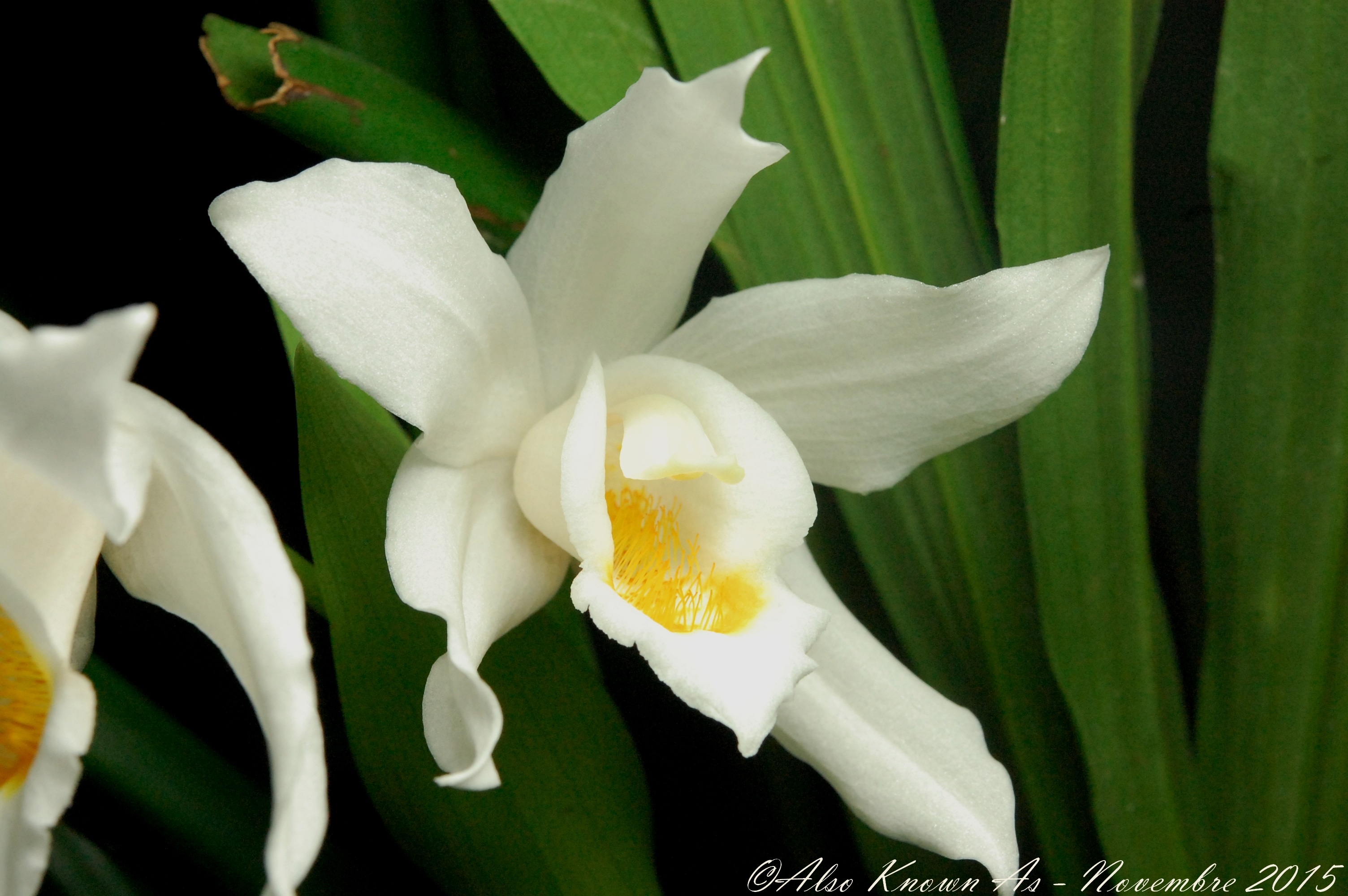 Coelogyne mooreana 154016mooreana2