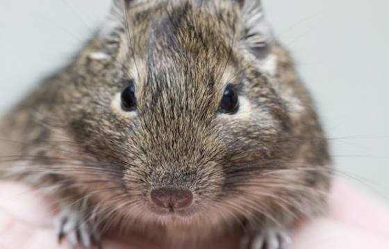 Fiche technique 156179degu