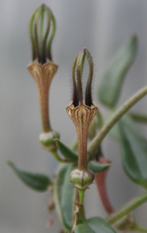 Ceropegia africana  157619ceropegiaafricanafleur